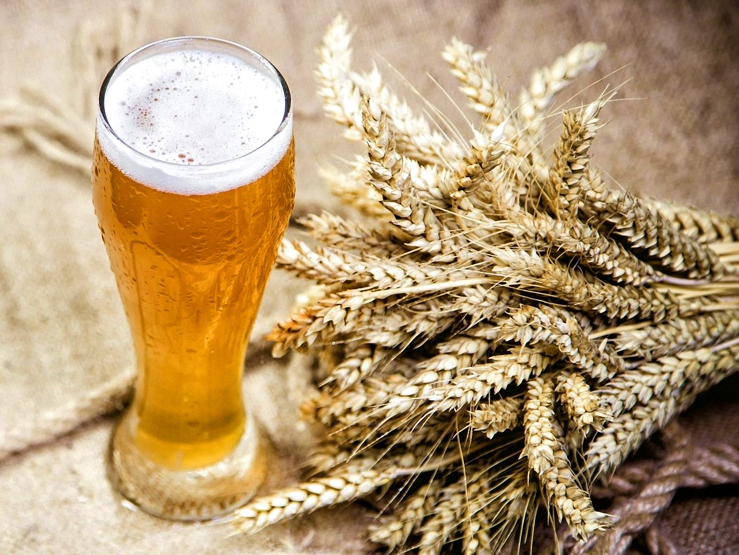 Знаменитые сорта пива на основе пшеничного солода